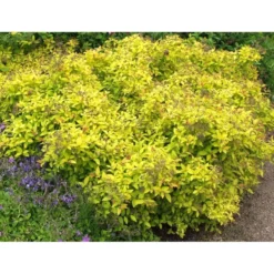 Keltakeijuangervo Spiraea jap. Viheraarni Golden Princess