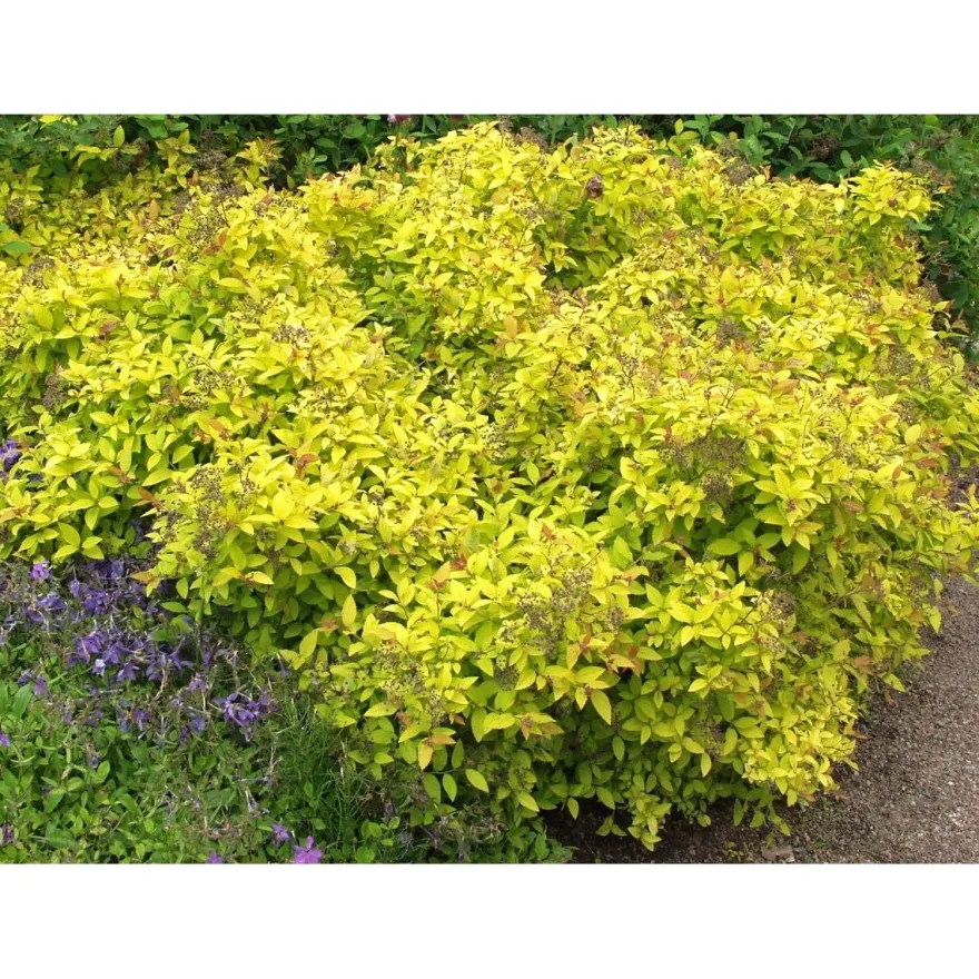 Keltakeijuangervo Spiraea jap. Viheraarni Golden Princess