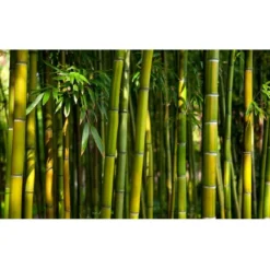 Kuvatapetti Artgeist Asian Bamboo Forest, 270x450cm