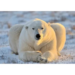 Kuvatapetti Dimex Bear, 375x250cm, valkoinen, eläinkuosi