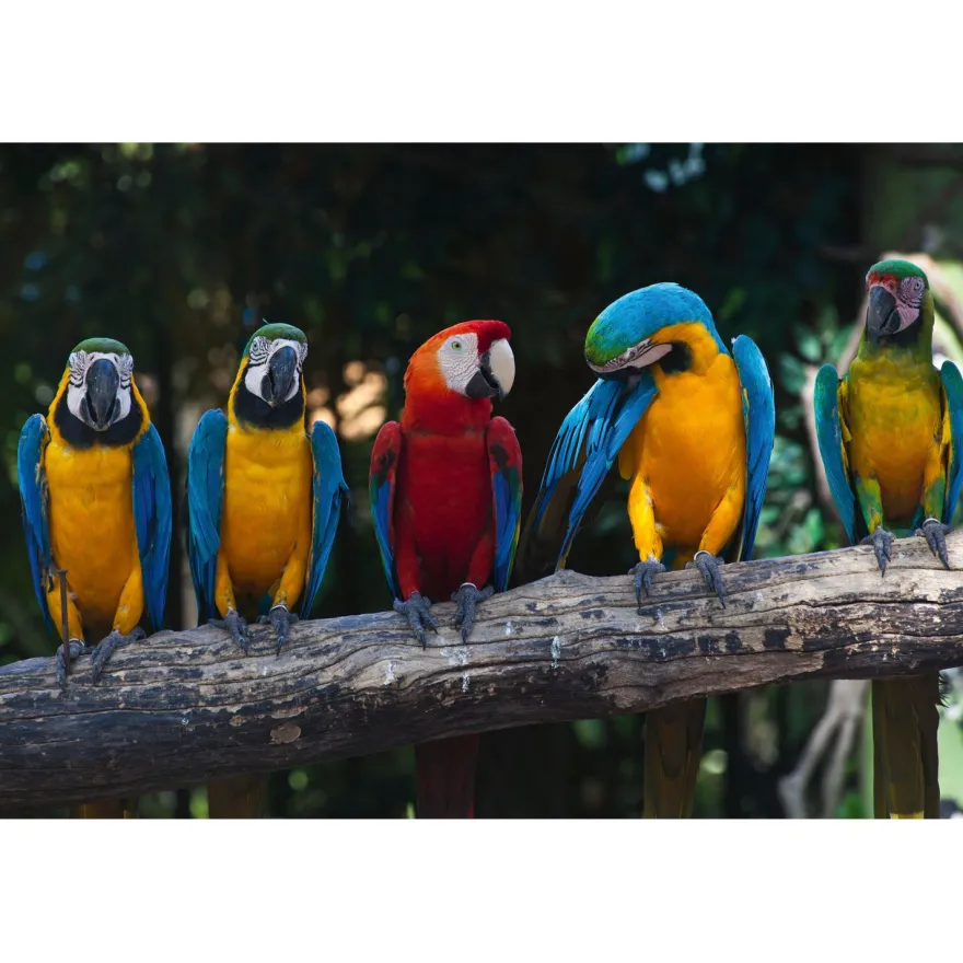 Kuvatapetti Dimex Colourful Macaw, 375x250cm, monivärinen