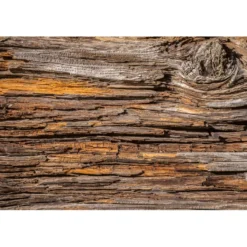 Kuvatapetti Dimex Tree Bark, 375x250cm, ruskea, puukuosi