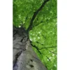 Kuvatapetti Dimex Treetop, 150x250cm, vihreä, kasvikuosi