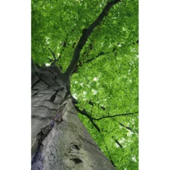 Kuvatapetti Dimex Treetop, 150x250cm, vihreä, kasvikuosi