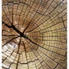 Kuvatapetti Dimex Wood, 225x250cm, ruskea, puukuosi