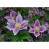 Loistokärhö Clematis Viheraarni Piilu