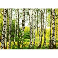 Maisematapetti Dimex Birch Forest, metsä, 375x250cm