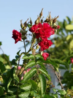 Neilikkaruusu Rosa Viheraarni F.J. Grootendorst