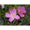 Nukkeruusu Rosa nitida Viheraarni
