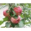 Omenapuu Malus domestica Viheraarni Huvitus