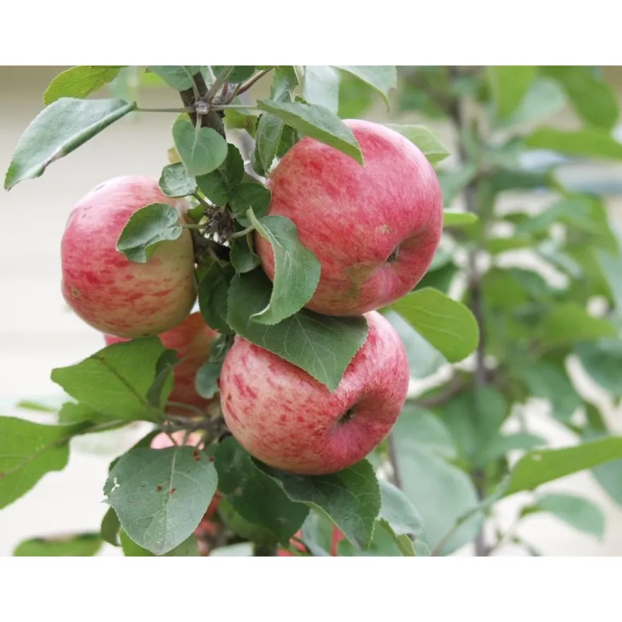 Omenapuu Malus domestica Viheraarni Huvitus