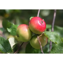 Omenapuu Malus domestica Viheraarni Punakaneli