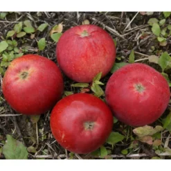 Omenapuu Malus domestica Viheraarni Punaposki, hillittykasvuinen