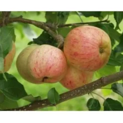 Omenapuu Malus domestica Viheraarni Moskovan Päärynäomena