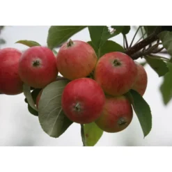 Omenapuu Malus domestica Viheraarni Pirja