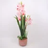Orkidea Home4You GARDEN QUEEN K70 cm, vaaleanpunainen