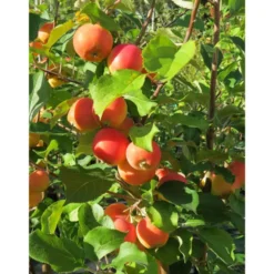 Paratiisiomenapuu Viheraarni Malus Erstaa 6-8 satoikäinen
