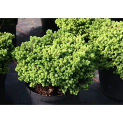 Pikkupesäkuusi Picea abies Viheraarni Little Gem 20-25