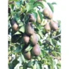 Päärynä Pyrus communis Viheraarni Siska Tshizhovskaja