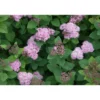 Rinneangervo Spiraea splendens