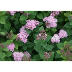 Rinneangervo Spiraea splendens