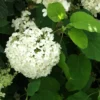 Rungollinen syyshortensia Hydrangea paniculata Viheraarni, eri lajikkeita