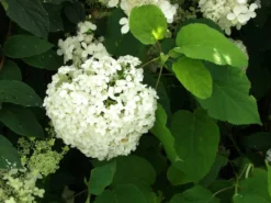 Rungollinen syyshortensia Hydrangea paniculata Viheraarni, eri lajikkeita
