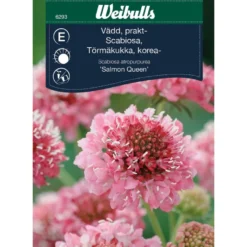 Ruusukaunokki Weibulls Prakt-