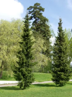 Serbiankuusi Picea glauca Viheraarni Picea omorika 100-120