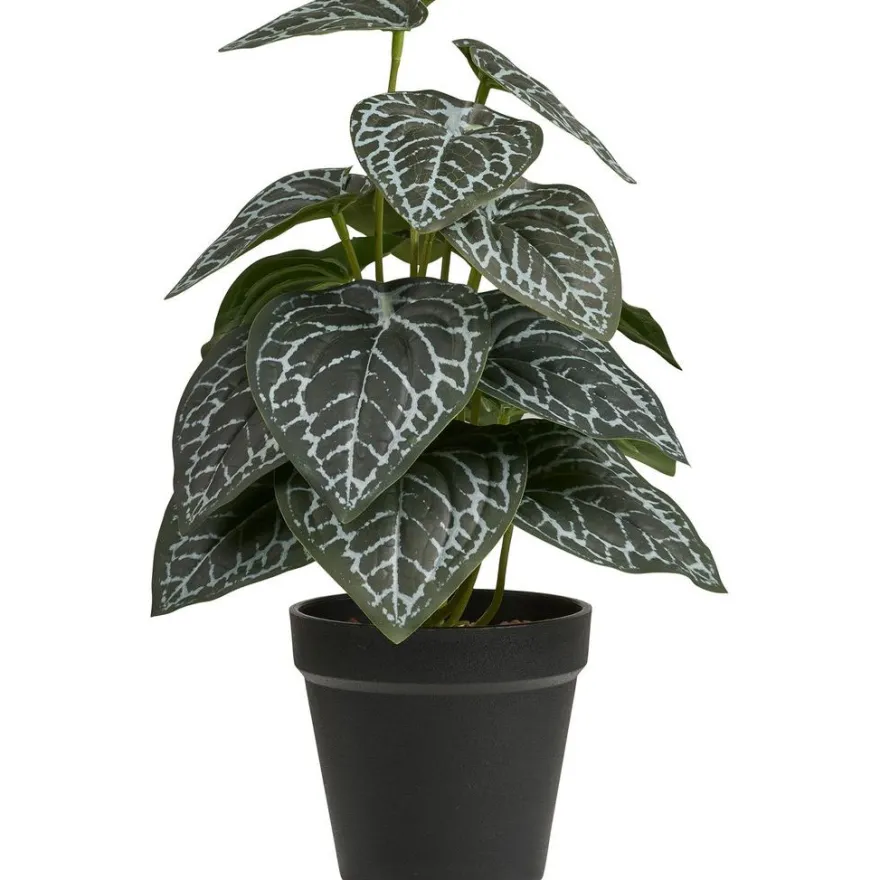 Tekokasvi House Nordic Alocasia, 33cm, vihreä