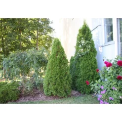 Timanttituija Thuja occ. Viheraarni Smaragd 80-100